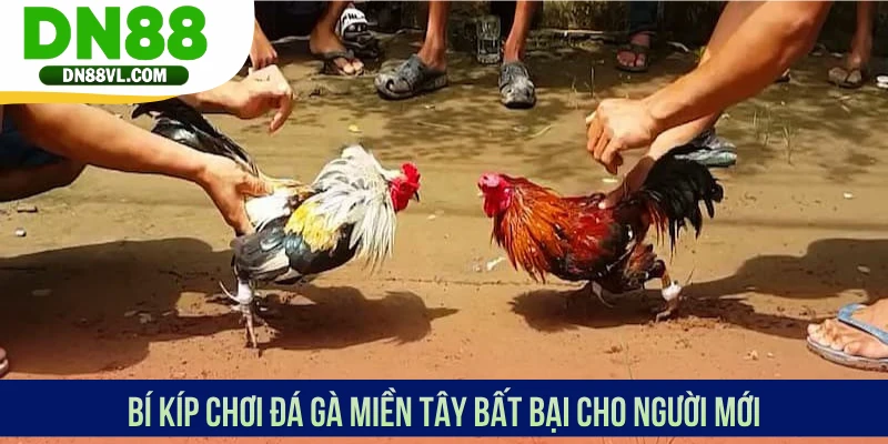 Đá Gà Miền Tây - Theo Dõi Chiến Kê Thi Đấu Mãn Nhãn Tại DN88 - Spinmaven96