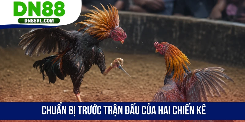 Đá Gà Cựa Dao DN88 - Xem Và Đặt Cược Cho Hùng Kê Yêu Thích - Spinmaven96