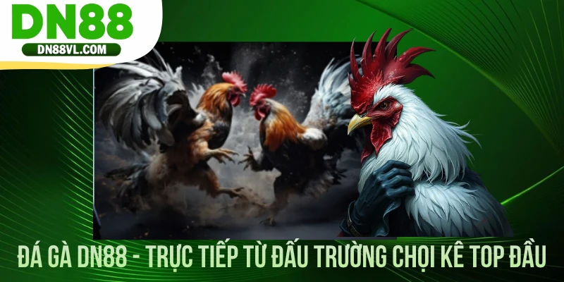 Đá Gà DN88 - Trực Tiếp Từ Đấu Trường Chọi Kê Top Đầu - Spinmaven96