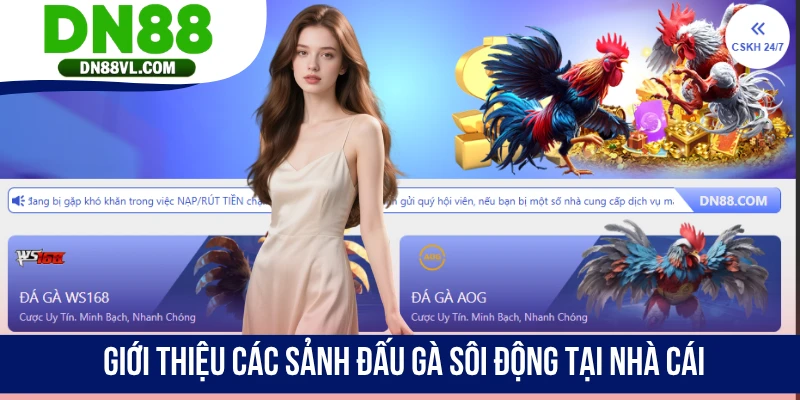 Đá Gà Cựa Dao DN88 - Xem Và Đặt Cược Cho Hùng Kê Yêu Thích - Spinmaven96