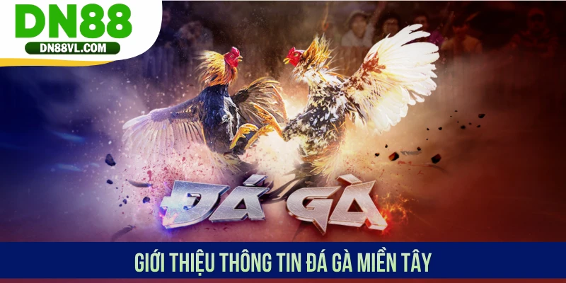 Đá Gà Miền Tây - Theo Dõi Chiến Kê Thi Đấu Mãn Nhãn Tại DN88 - Spinmaven96