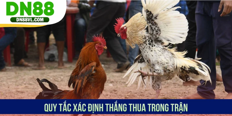 Đá Gà Miền Tây - Theo Dõi Chiến Kê Thi Đấu Mãn Nhãn Tại DN88 - Spinmaven96
